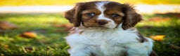 Cocker Spaniel dogs for sale: Everly - Ad 3