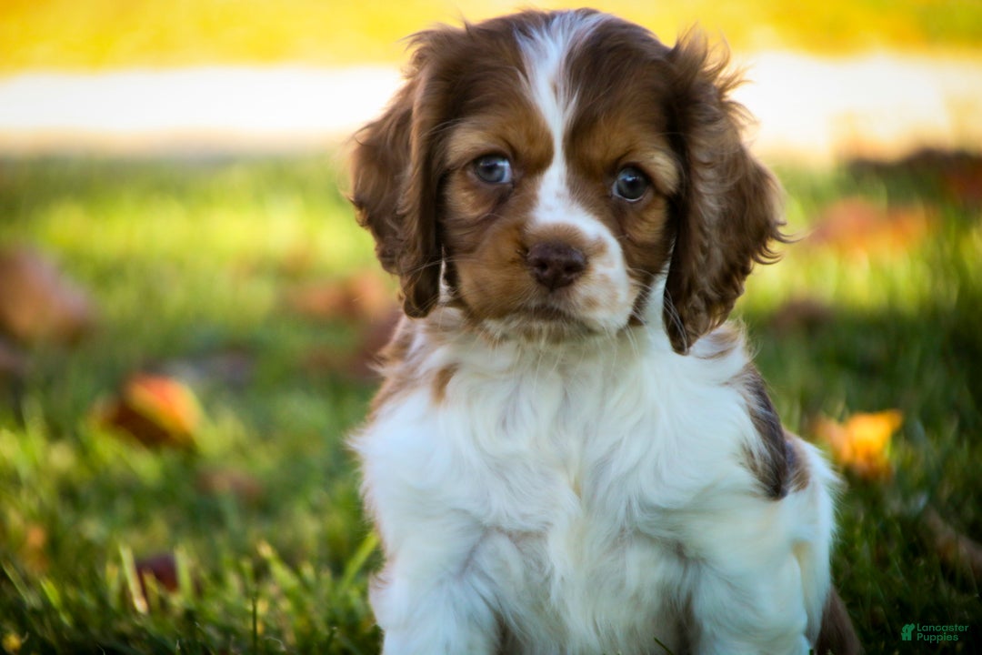 Cocker Spaniel dogs for sale: Everly - Ad 3