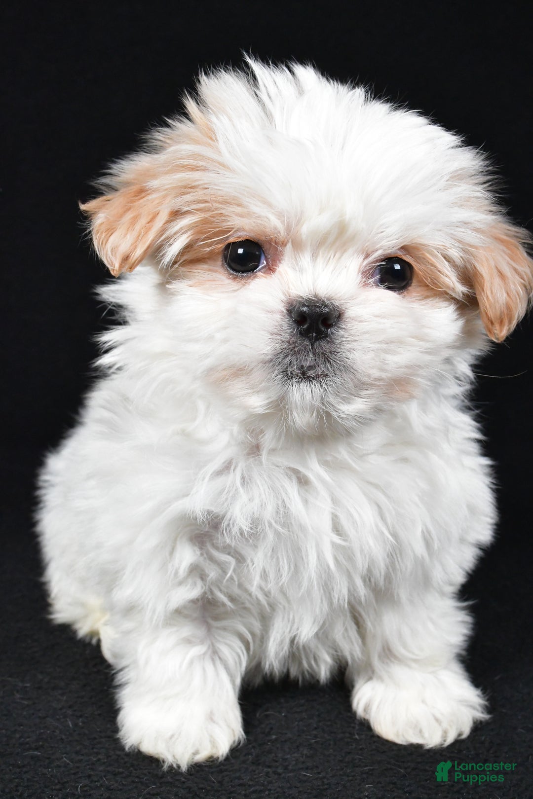 Malshi dogs for sale: Kylie - Ad 8