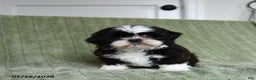 Shih Tzu dogs for sale: Gracie - Ad 5