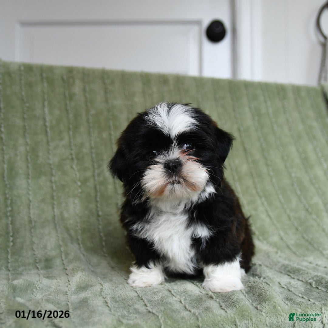 Shih Tzu dogs for sale: Gracie - Ad 5