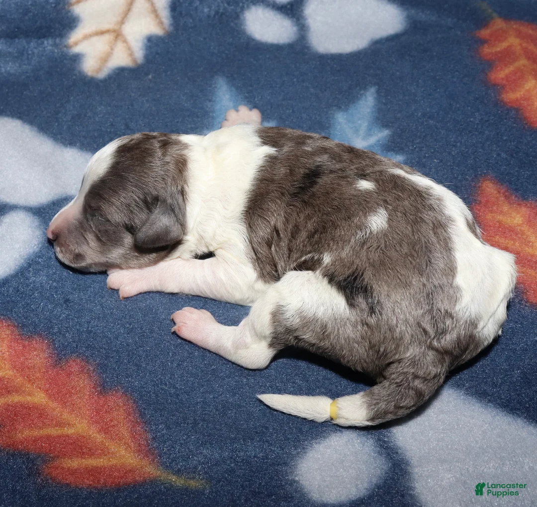 Miniature Poodle dogs for sale: Harlee’s black merle parti female - Ad 2