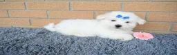 Maltese dogs for sale: Bryson 🐾 - Ad 2