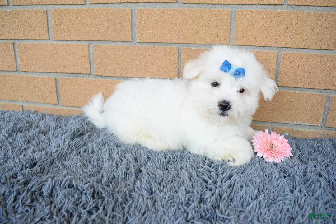 Maltese dogs for sale: Bryson 🐾 - Ad 2