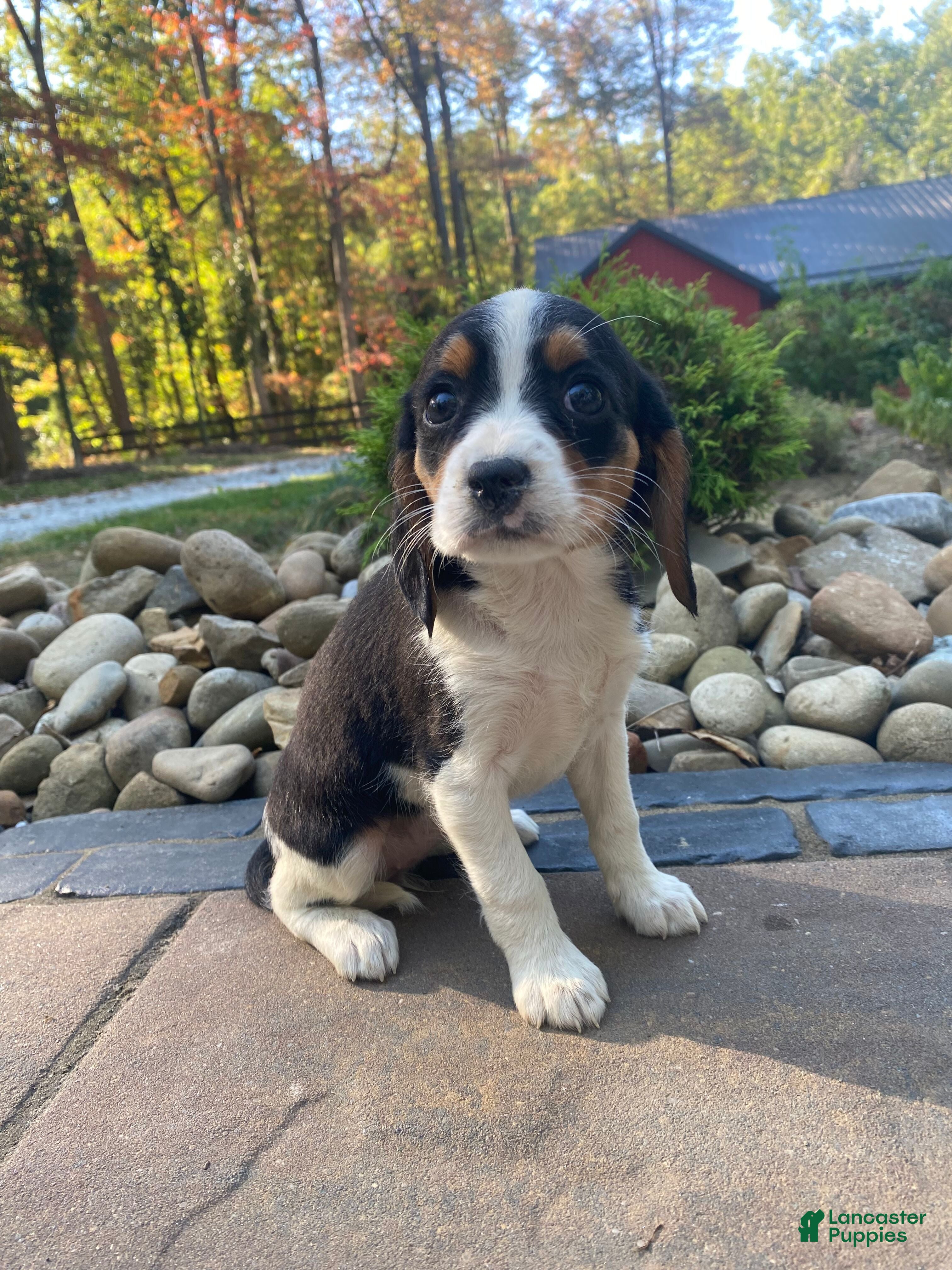 Beaglier Puppies for sale in Ohio Lancaster Puppies