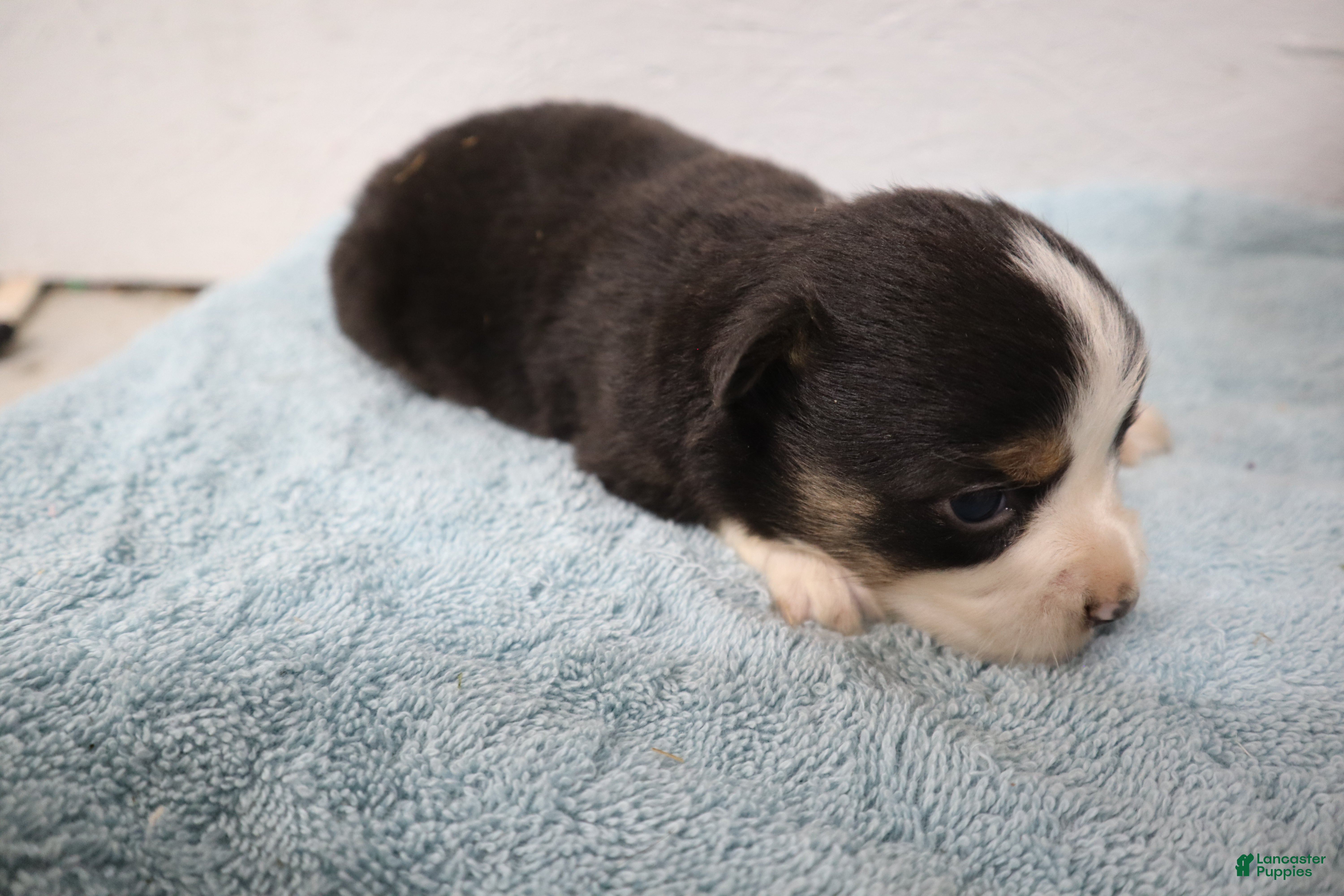 Miniature Australian Shepherd dogs Rex - Ad 1