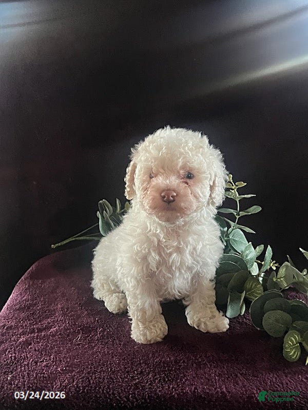 Miniature Poodle dogs Jessica - Ad 1