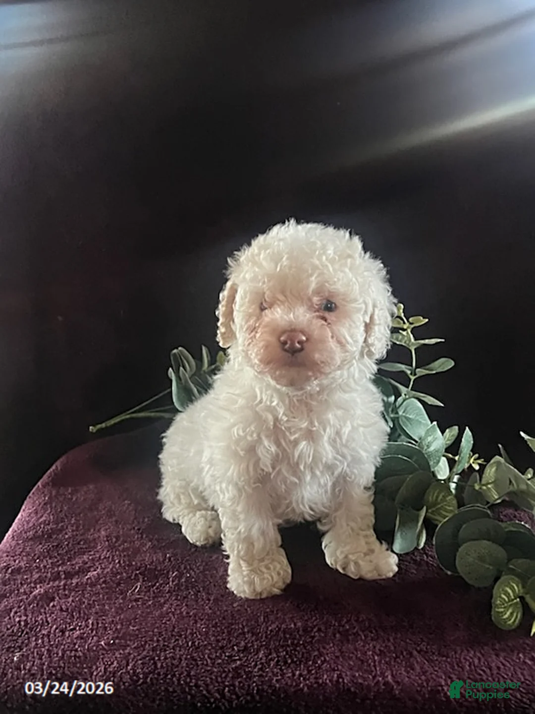 Miniature Poodle dogs for sale: Jessica - Ad 1