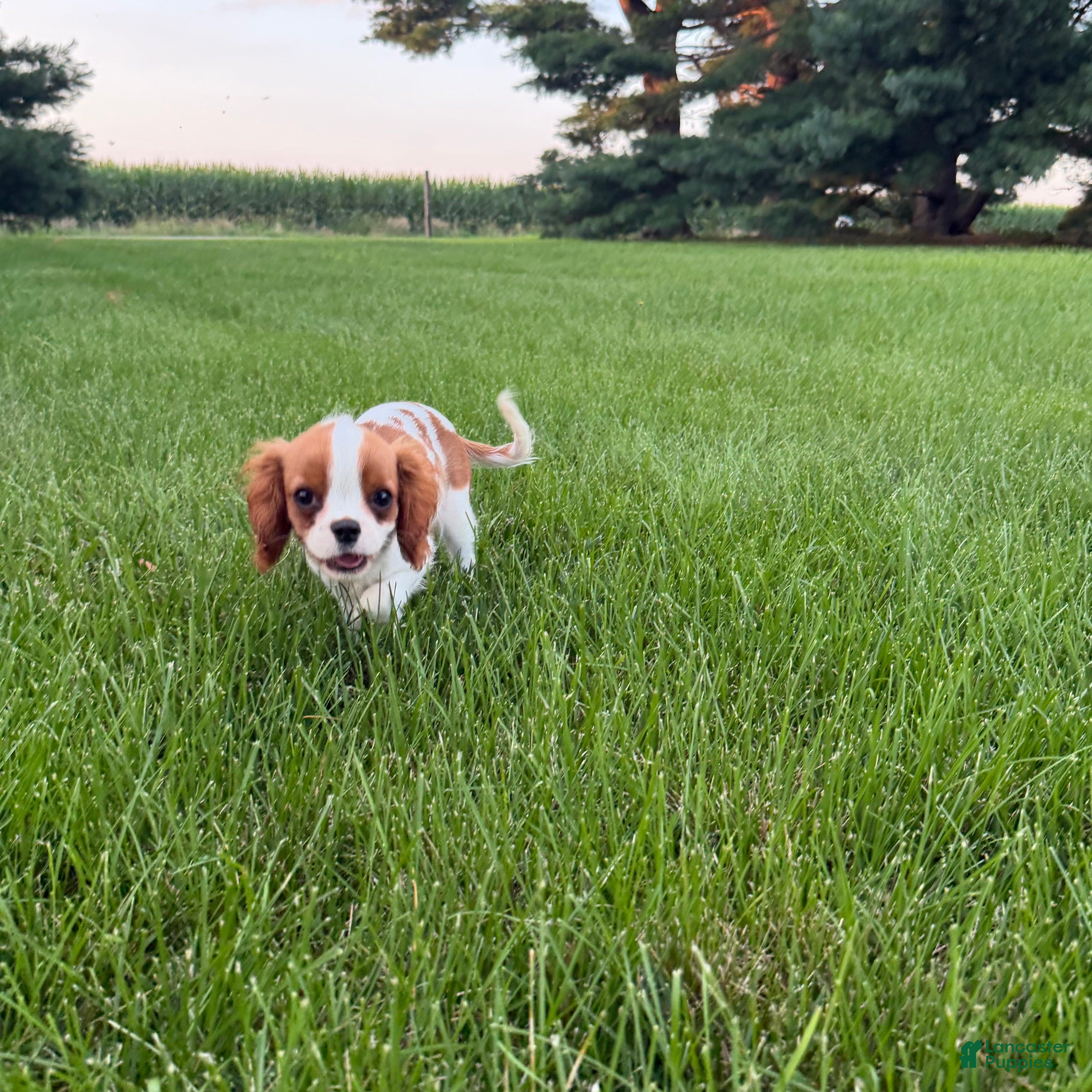Cavalier King Charles Spaniel dogs Liam Cavalier King Charles Spaniel Puppy  - Ad 2