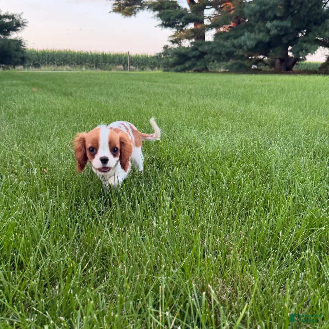 Cavalier King Charles Spaniel dogs for sale: Liam Cavalier King Charles Spaniel Puppy  - Ad 2