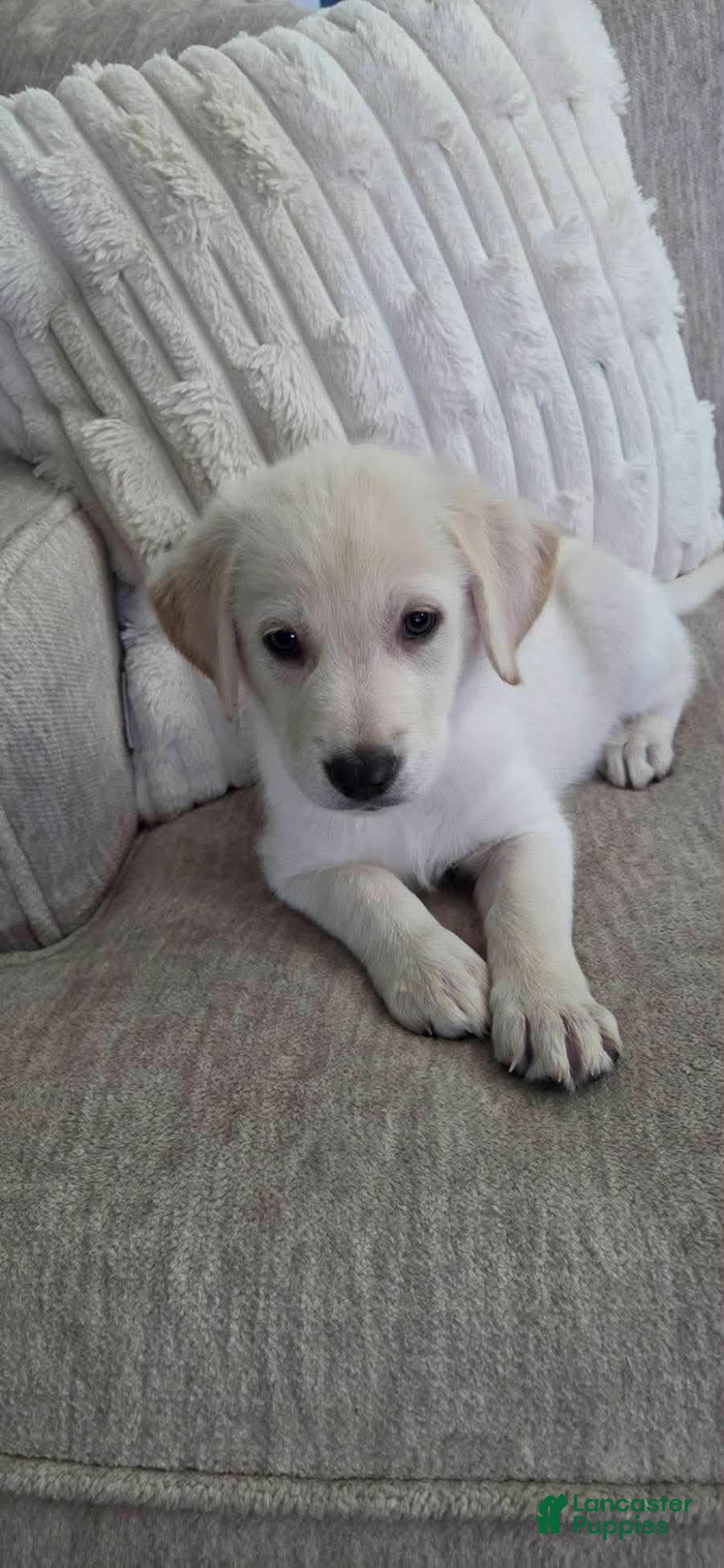 Golden Shepherd dogs Chloe - Ad 5