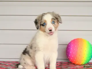 Mixed Breed dogs for sale: King - Ad 1