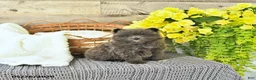 Pomeranian dogs for sale: Conner - Ad 1