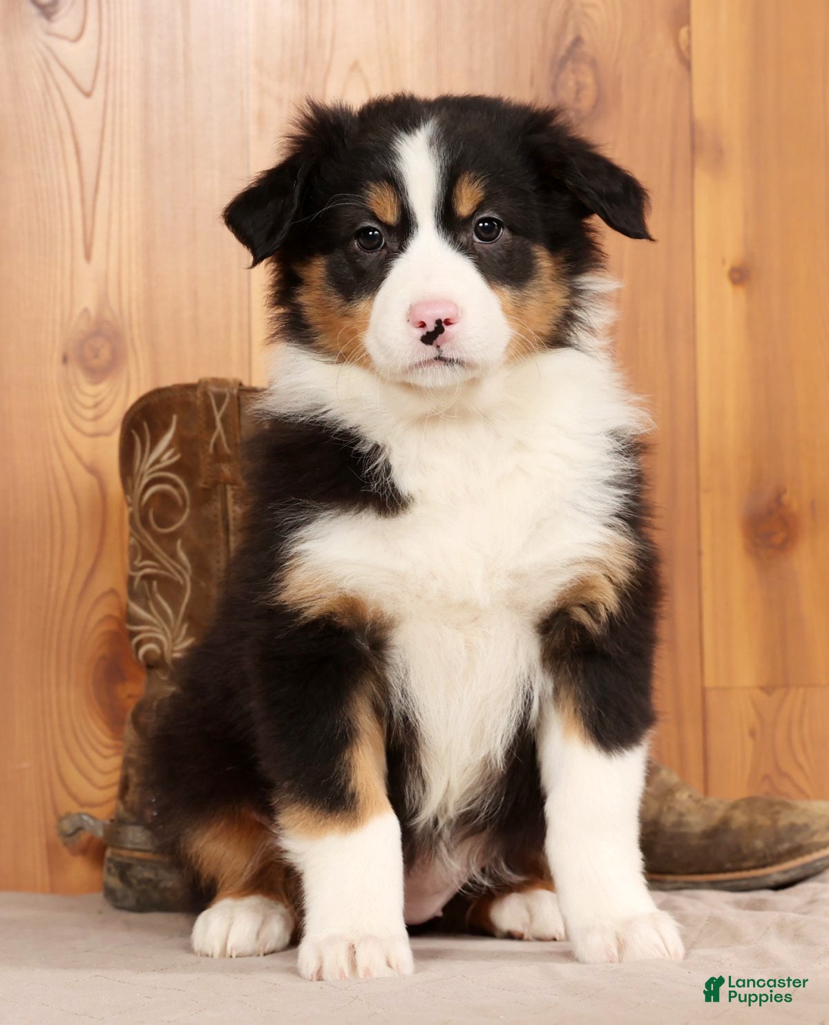 Australian Shepherd dogs Bonnie - Ad 24