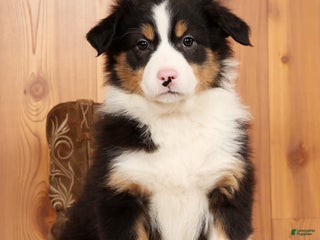 Australian Shepherd dogs Bonnie - Ad 6