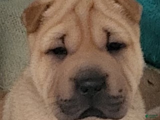 Shar Pei dogs - Ad 4