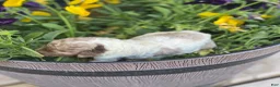 Standard Poodle dogs for sale: Snickers - Ad 3