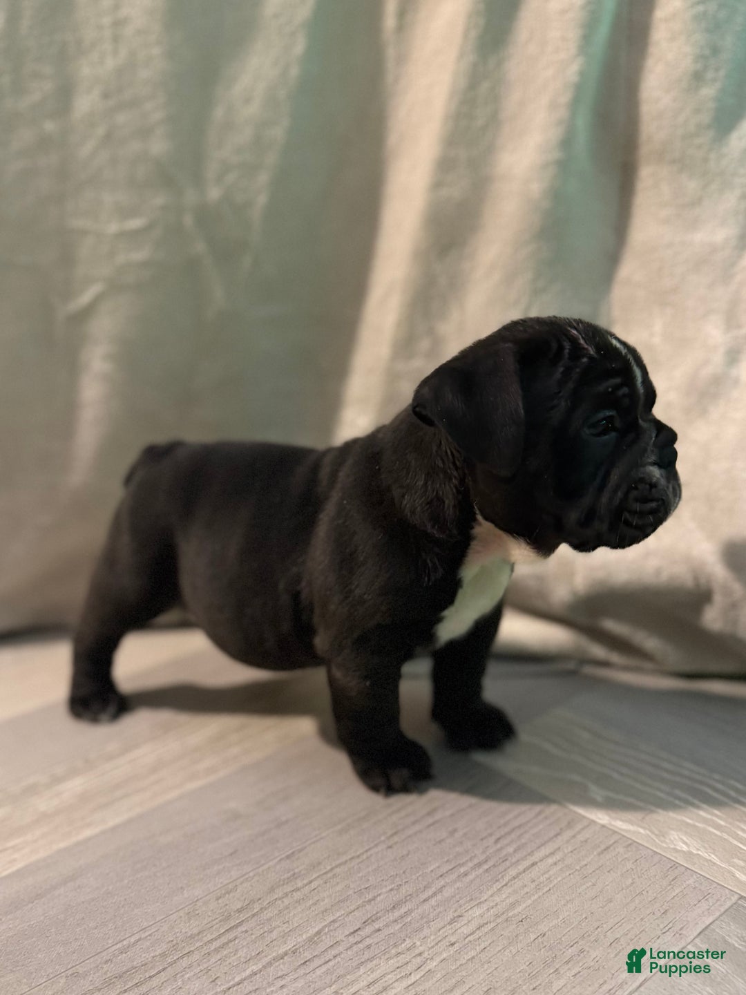 English Bulldog dogs for sale: Charlie - Ad 11