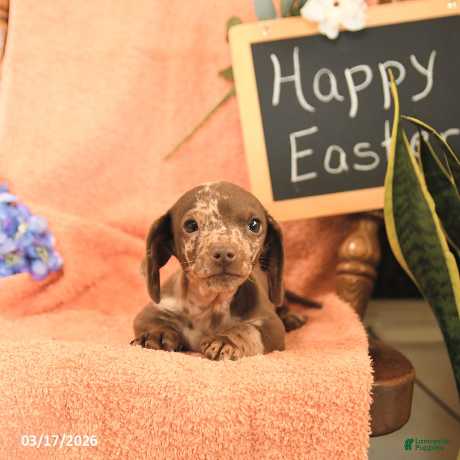 Miniature Dachshund dogs Oscar - Ad 2