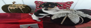 Chihuahua 6 Tooley