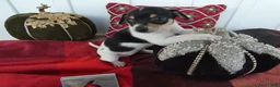 Chihuahua dogs for sale: Chihuahua 6 Tooley - Ad 1