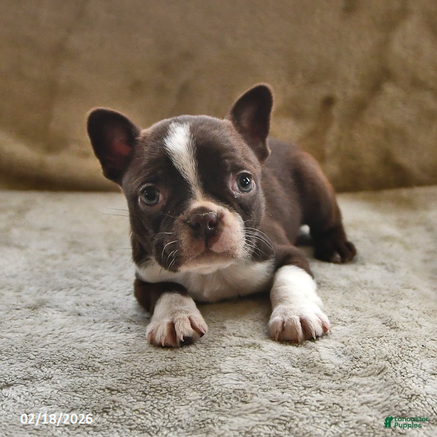Boston Terrier dogs Espresso - Ad 2