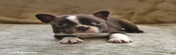 Boston Terrier dogs for sale: Espresso - Ad 2
