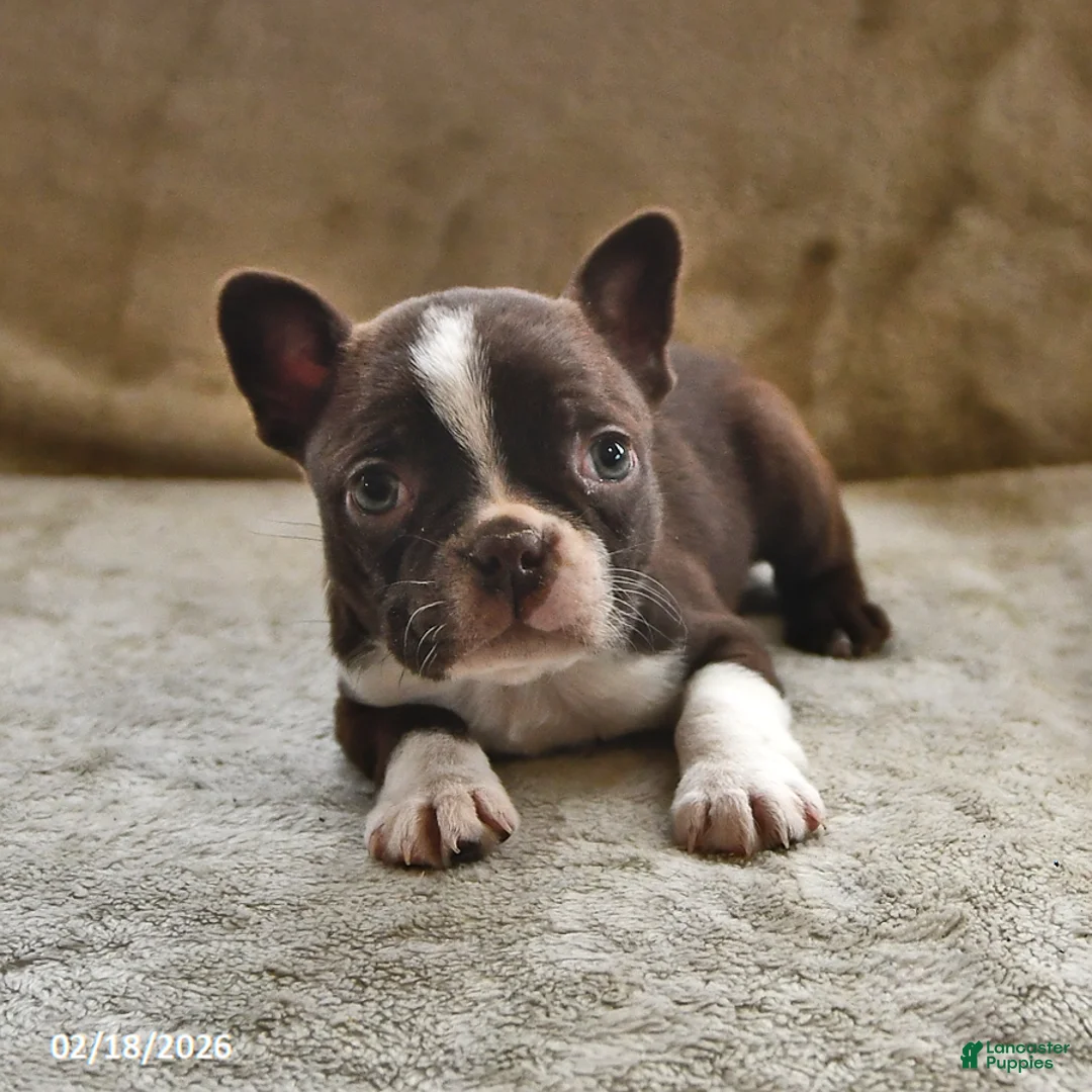 Boston Terrier dogs for sale: Espresso - Ad 2