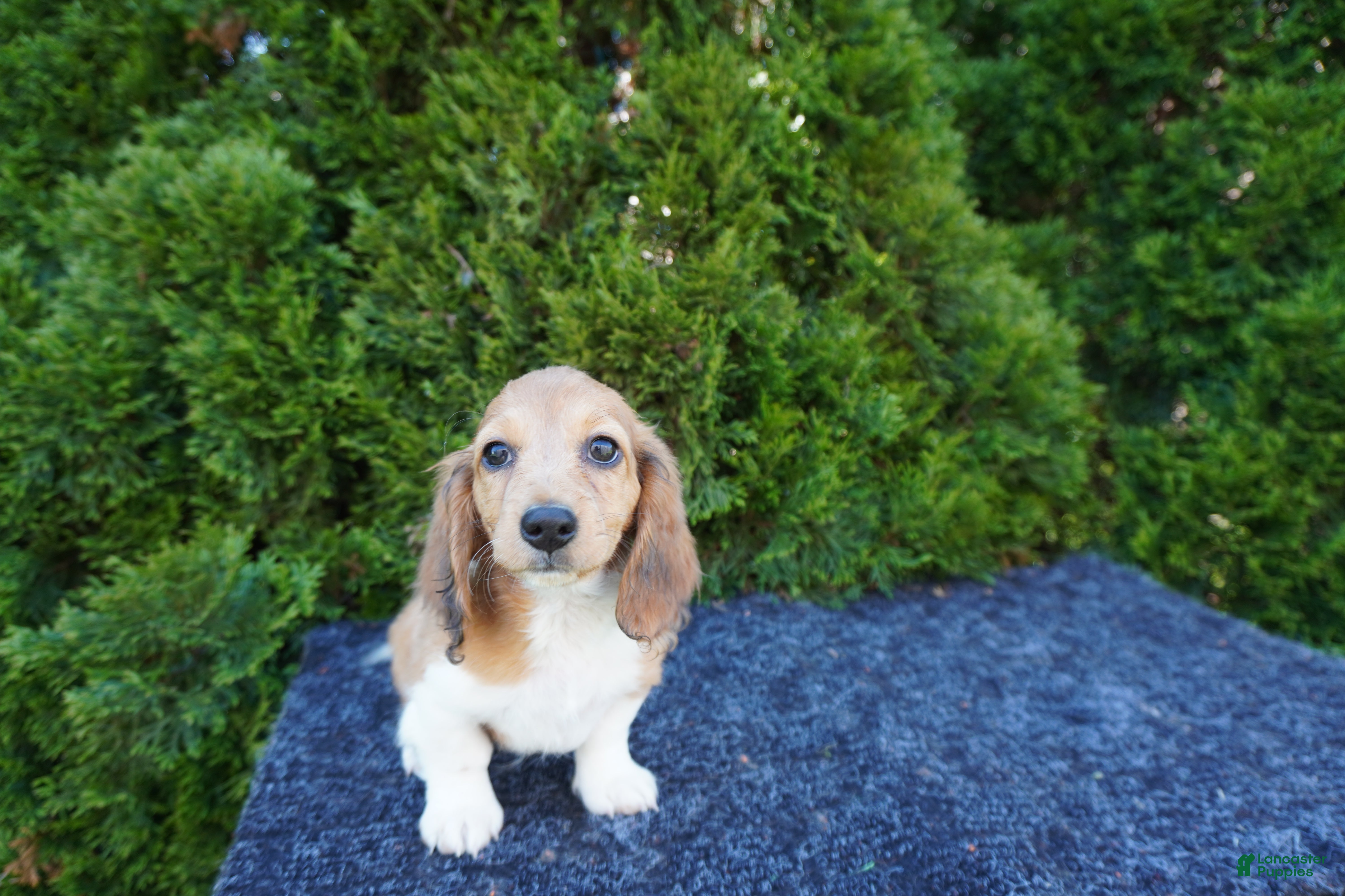 Miniature Dachshund dogs Benny - Ad 1
