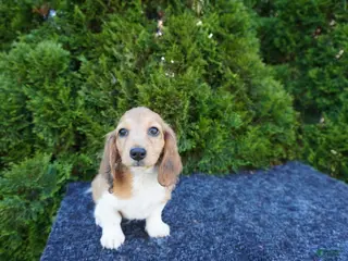 Miniature Dachshund dogs for sale: Benny - Ad 1