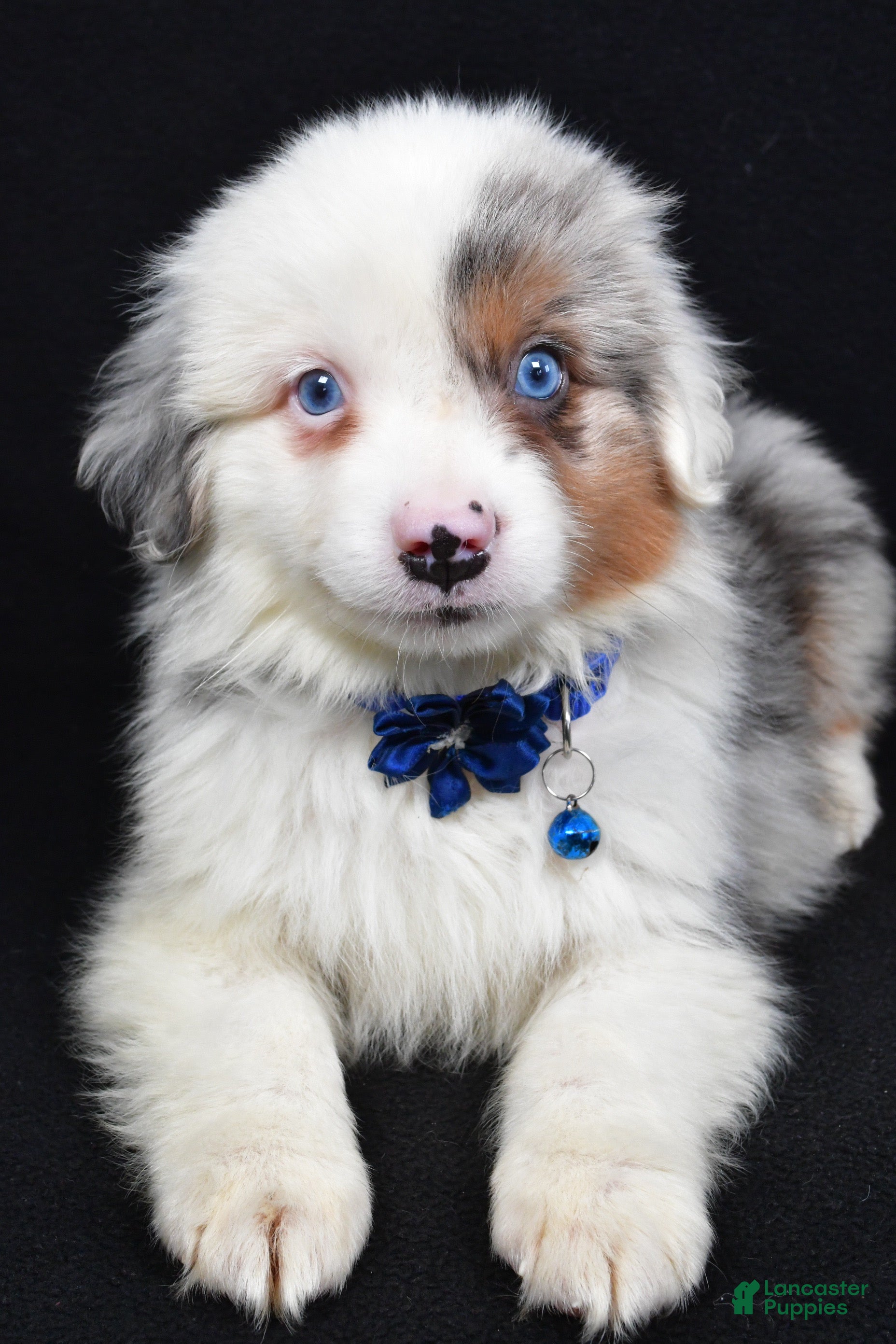 Miniature Australian Shepherd dogs Maverick  - Ad 2
