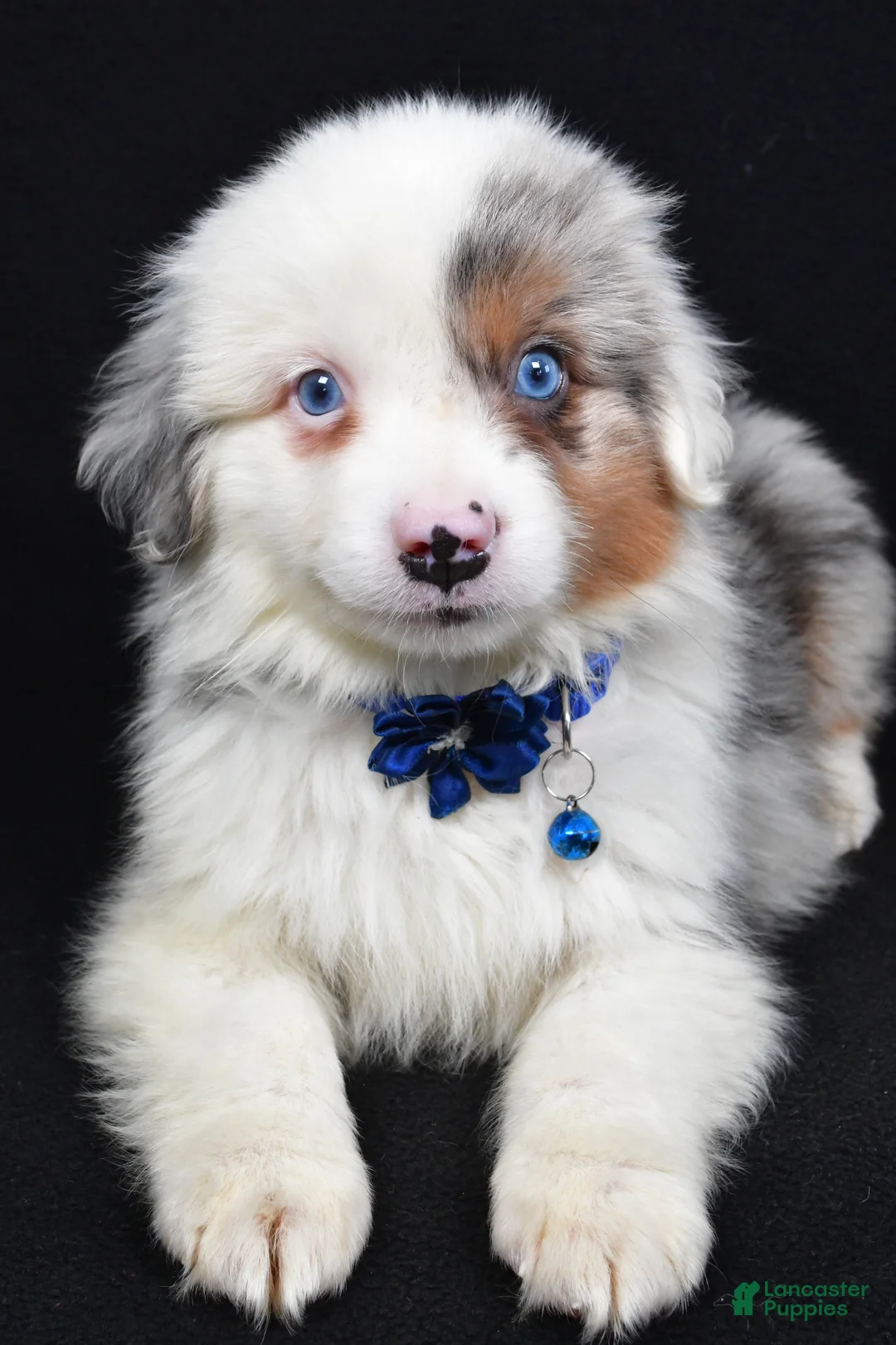 Miniature Australian Shepherd dogs for sale: Maverick  - Ad 2