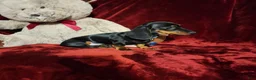 Miniature Dachshund dogs for sale: CODY - Ad 8