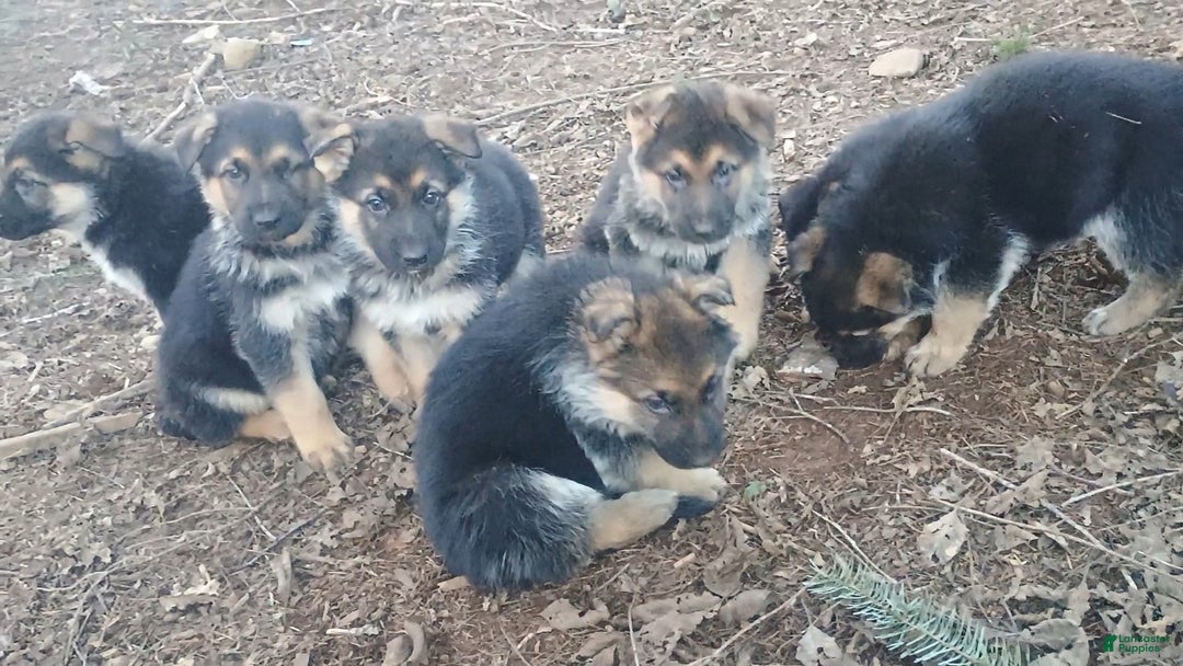 German Shepherd dogs for sale: German Shepherd Puppy 1 - Ad 13