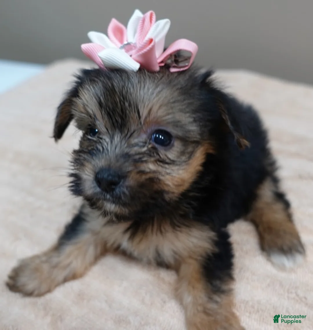 Yorkshire Terrier dogs for sale: Teacup Bailey 6 ounces - Ad 2