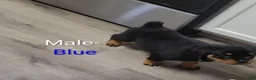 Rottweiler dogs for sale: Rottweiler - Male Blue - Ad 2