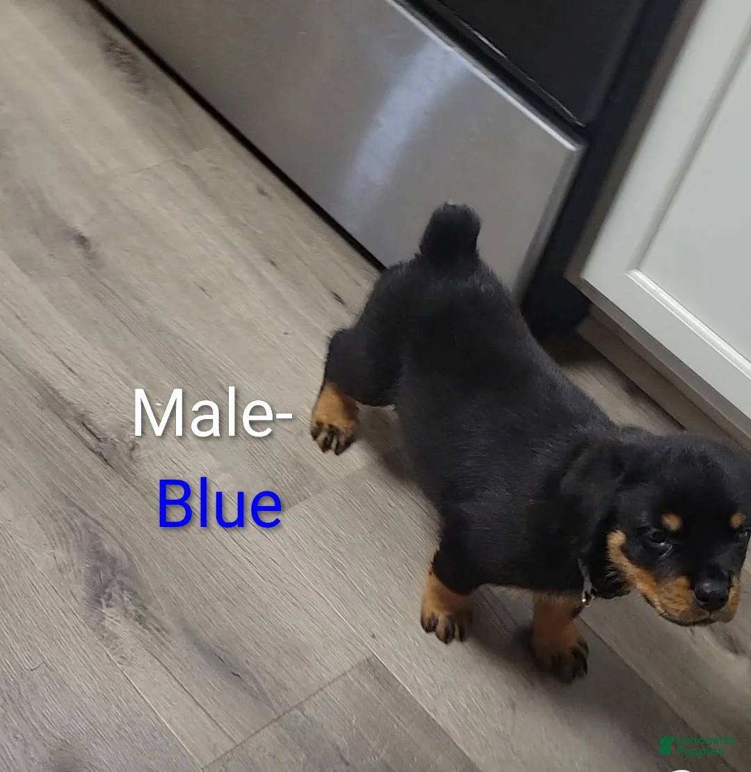 Rottweiler dogs for sale: Rottweiler - Male Blue - Ad 2
