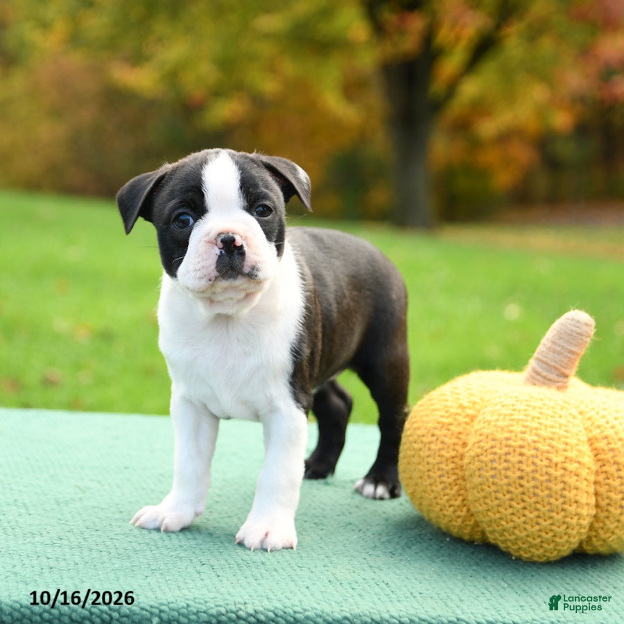 Boston Terrier dogs Nutmeg - Ad 2
