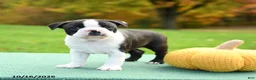 Boston Terrier dogs for sale: Nutmeg - Ad 2