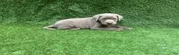 Labrador Retriever dogs for sale: Conner - Ad 5