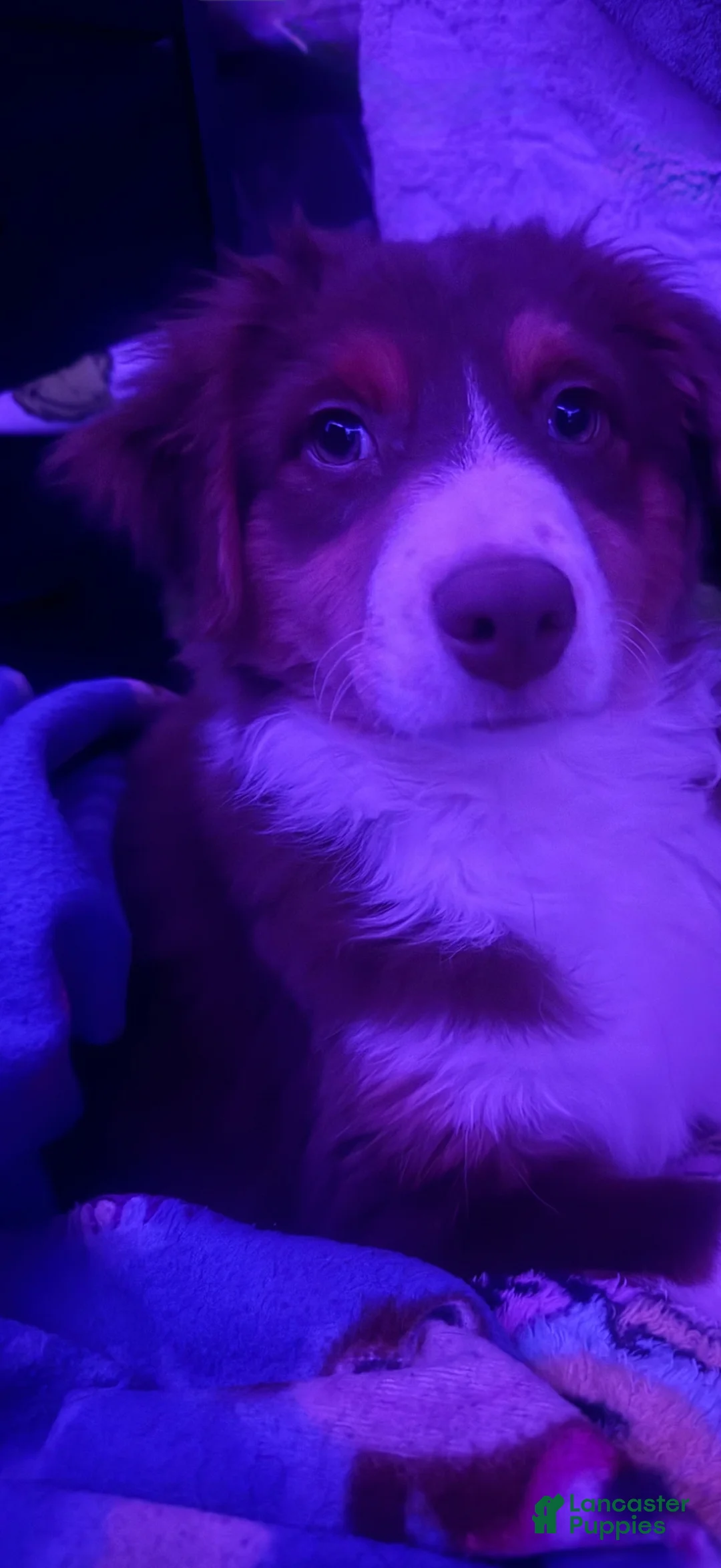 Australian Shepherd dogs for sale: Australian Shepherd Puppy 1 - Ad 2