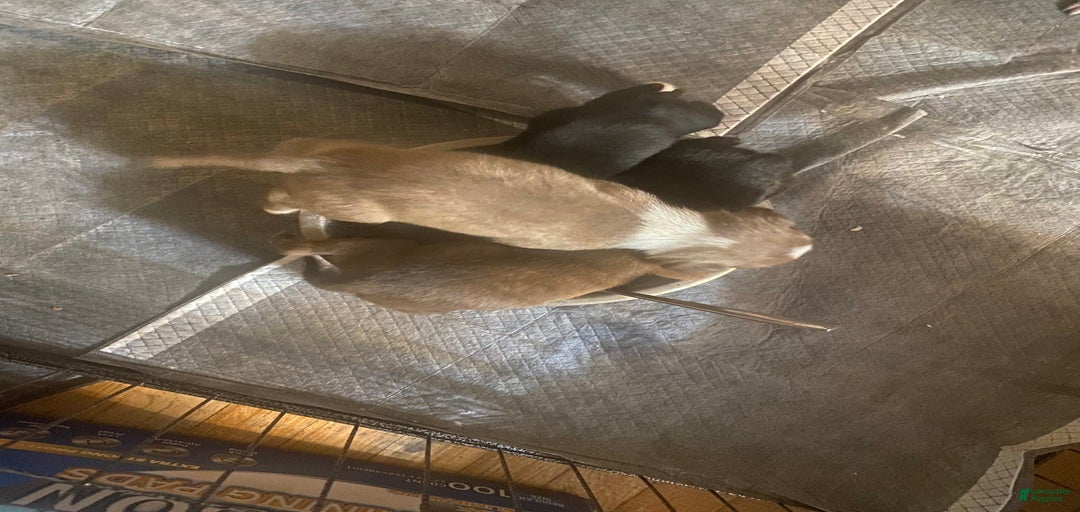 Gallery Image {{count}}