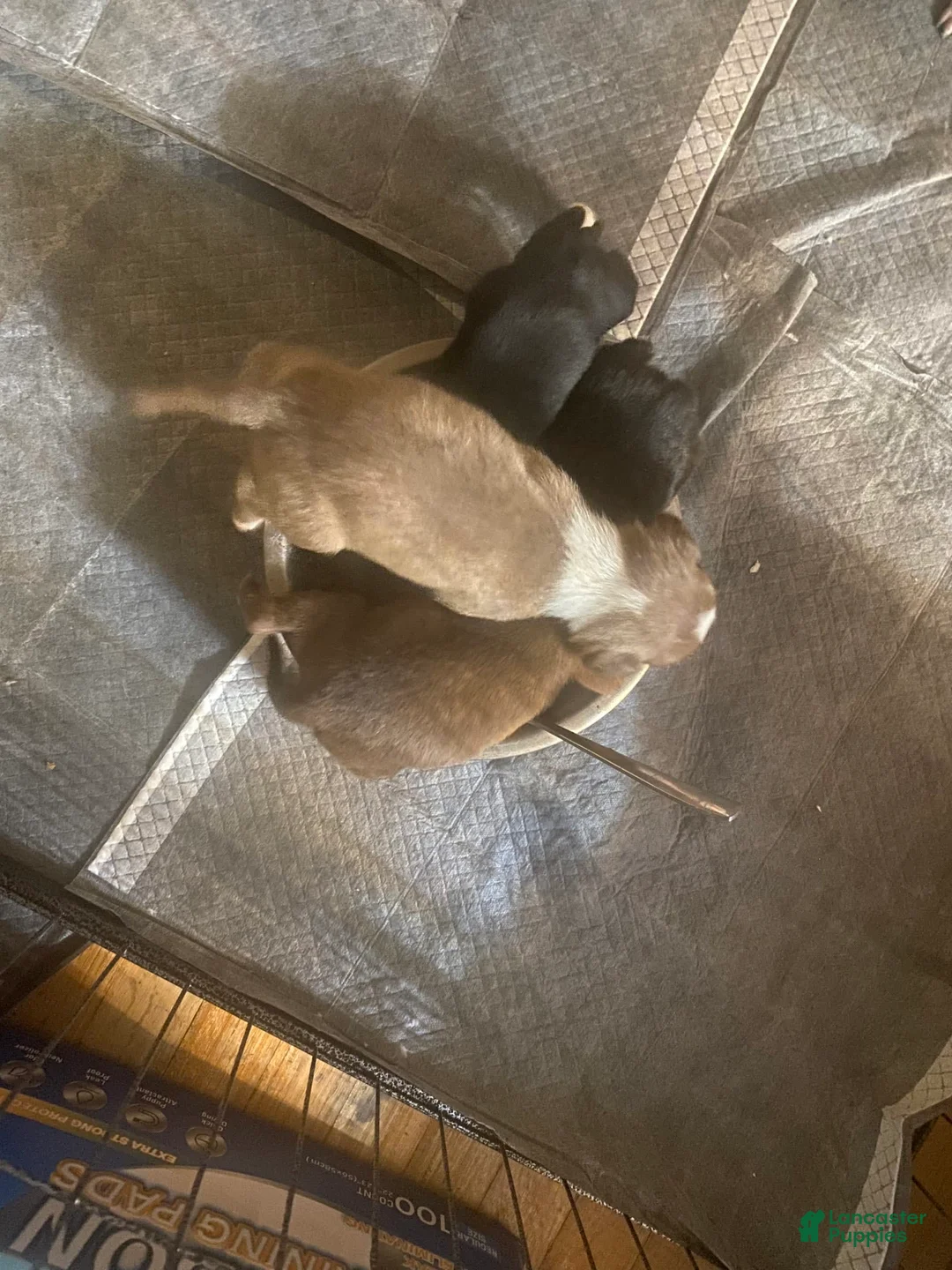 Gallery Image {{count}}