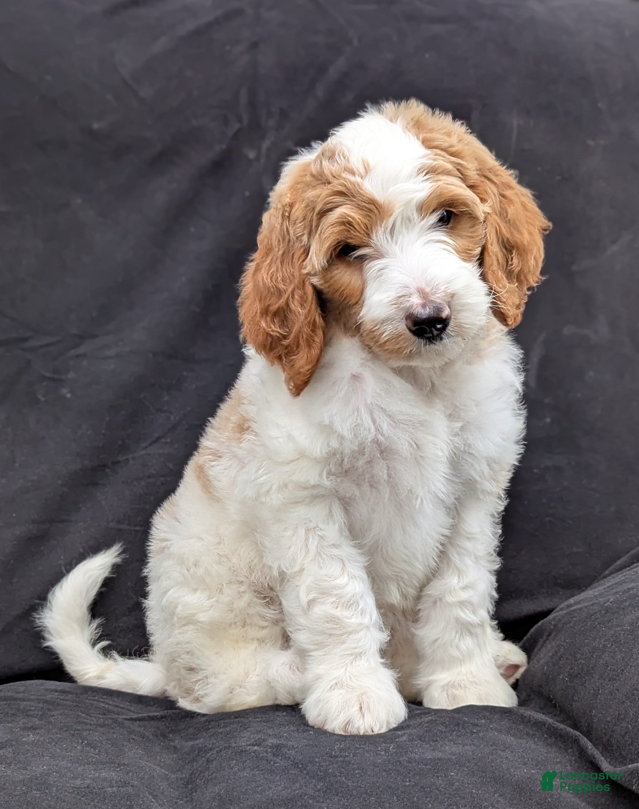 Goldendoodle dogs Willow - Ad 1