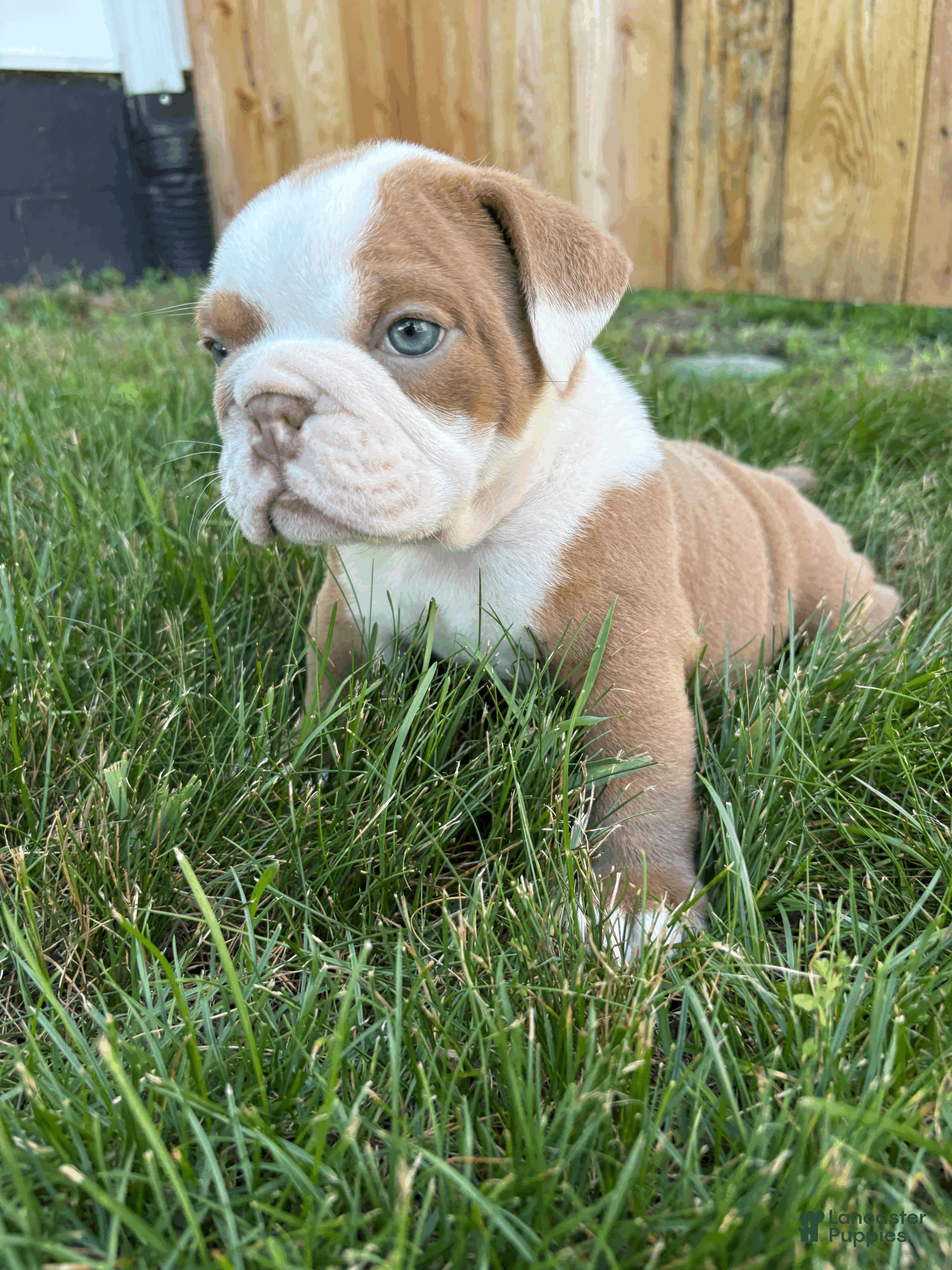 Mixed Breed dogs Lucy - Ad 2