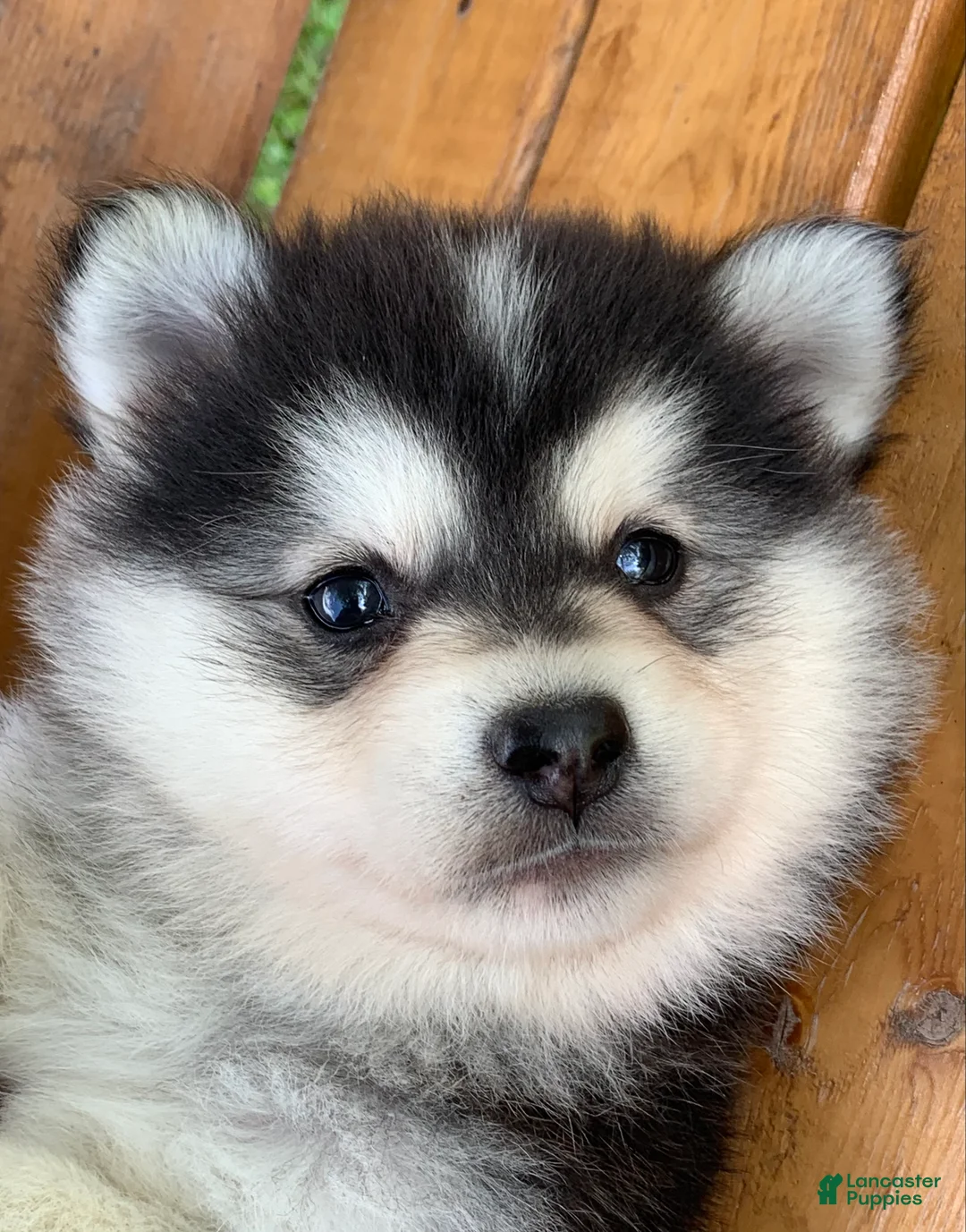 Alaskan Klee Kai dogs for sale: Happy Little Champ~! - Ad 2