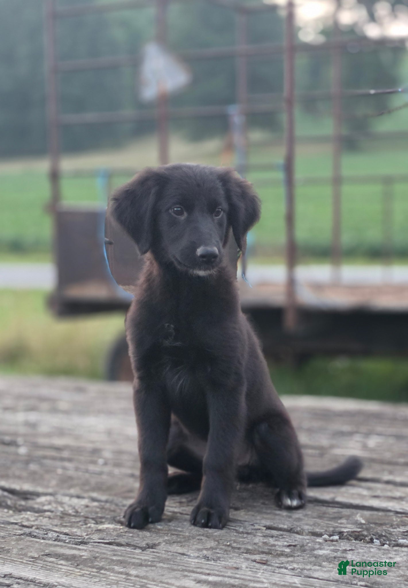 Mixed Breed dogs Emma - Ad 9