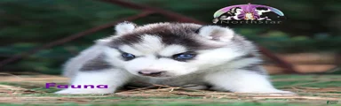 Fauna Female Siberian Husky TX can transport