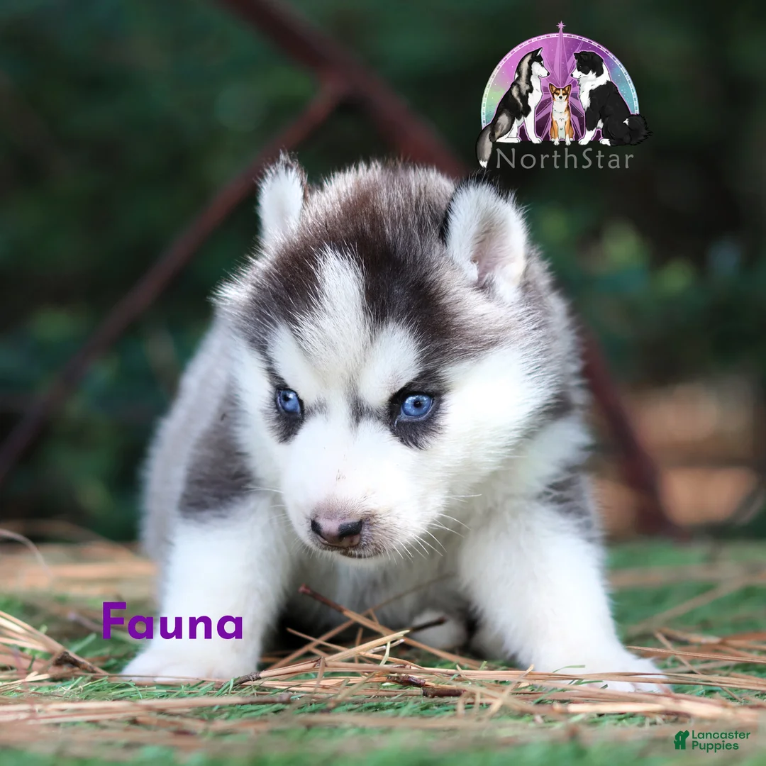 Siberian Husky dogs for sale: Fauna Female Siberian Husky TX can transport - Ad 1