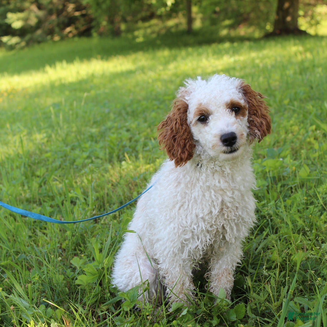 Cavapoo dogs for sale: Cookie - Ad 14